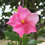 Bed & Breakfast Il Giardino Degli Aranci