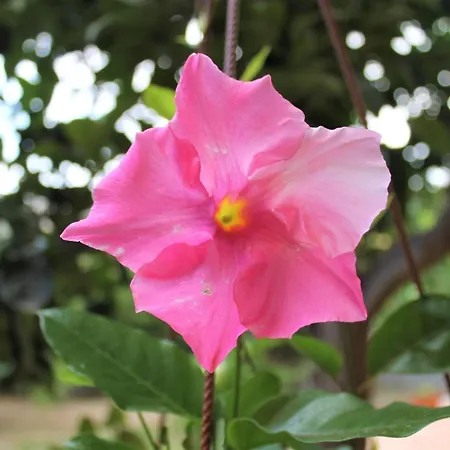 فندق مبيت وإفطار Il Giardino Degli Aranci
