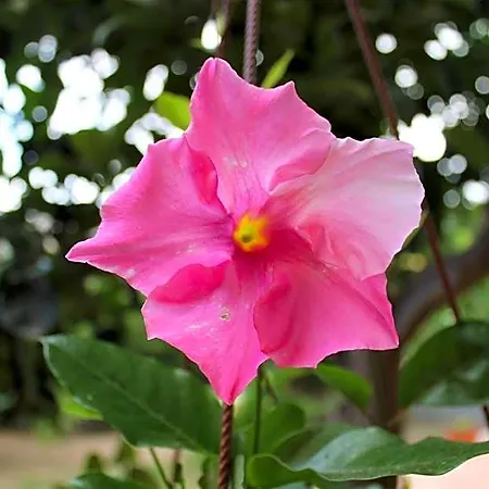 ベッド・アンド・ブレックファスト Il Giardino Degli Aranci モードロ
